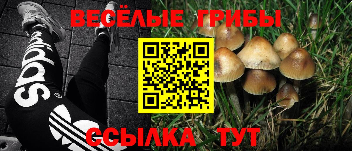 Псилоцибиновые грибы прущие грибы Москва